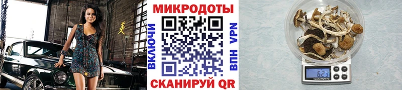Псилоцибиновые грибы Psilocybe  Энгельс 